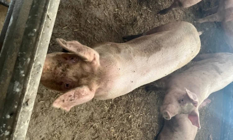 Продам свиней - фото № 3