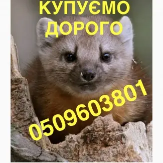 Купуємо шкіри куниці по усій Україні ДОРОГО - фото № 1