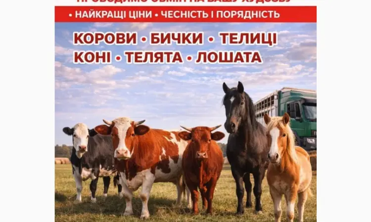 Закуповуємо ВРХ Корови Коні Бички Телиці Телята На М'ясо Та На Тримання - фото № 1