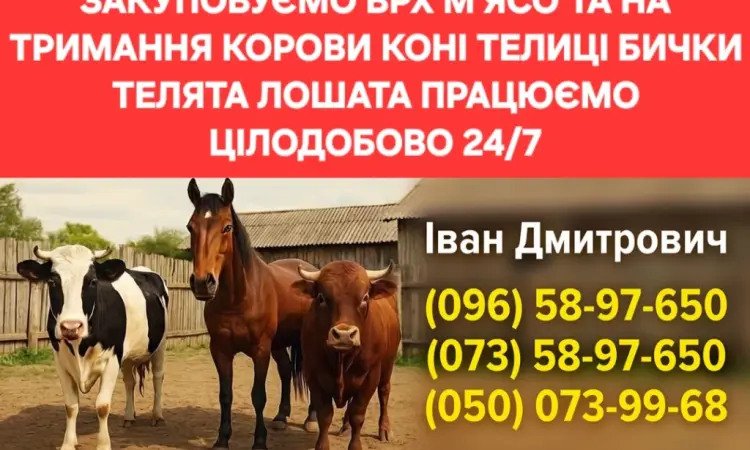 Закуповуємо ВРХ Корови Коні Бички Телиці Телята На М'ясо Та На Тримання - фото № 2
