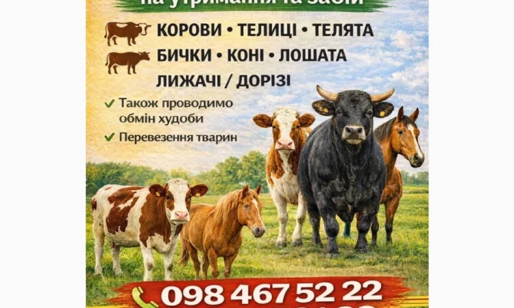 Куплю ВРХ (коров, быков, коней) - фото № 1