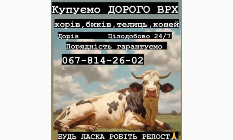Куплю врх быки коровы - фото № 1