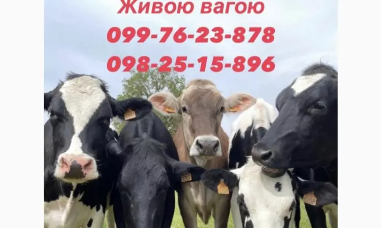 Закупка коров Быков телок - фото № 1