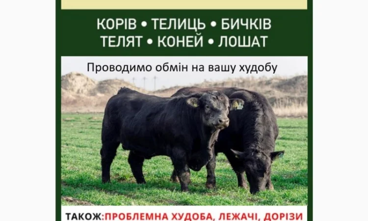 Куплю ВРХ дорого в Киеве - фото № 1