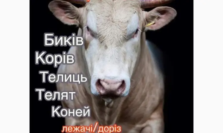 Заготовки КРС - фото № 1