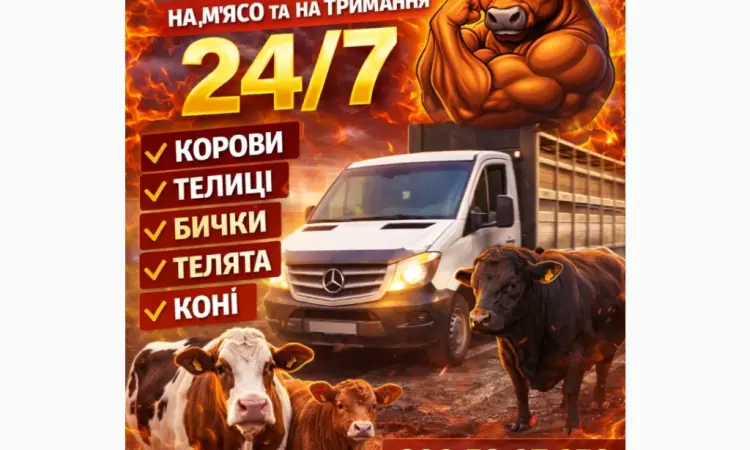Закуповуємо ВРХ Корови Коні Бички Телиці Телята На М'ясо На Тримання - фото № 1