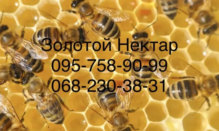 Закупка меда у пчеловодов оптом от 300кг (Золотой Нектар) - фото № 1
