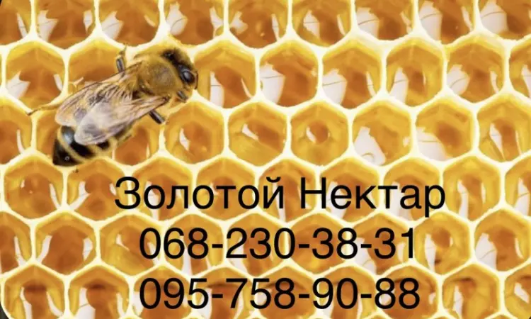 Рапсовый и Подсолнечный МЁД оптом - фото № 1