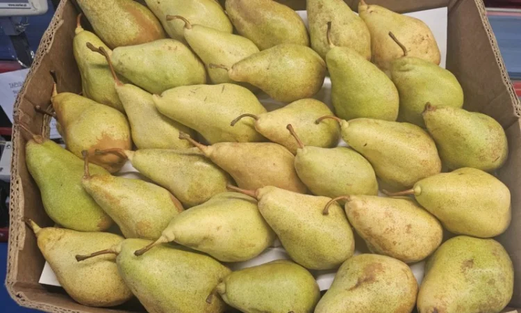 Груша сорту Ксенія (Ноябрська) - фото № 2
