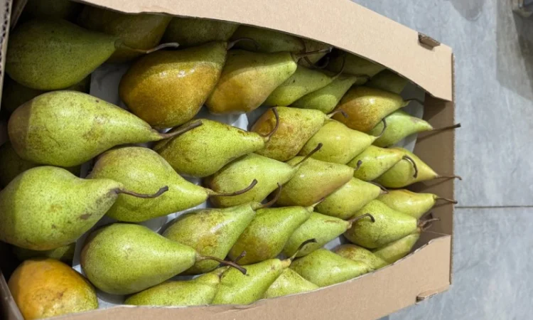 Продам Грушу - фото № 1