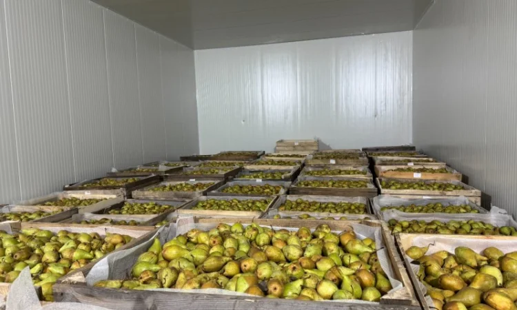 Продам Грушу - фото № 4