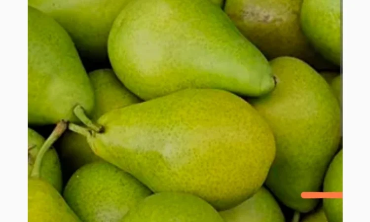 Груша промислова переробка - фото № 1