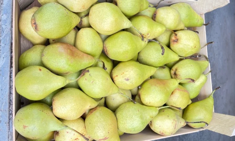 Продам грушу Ноябрська 2 ґатунок - фото № 2