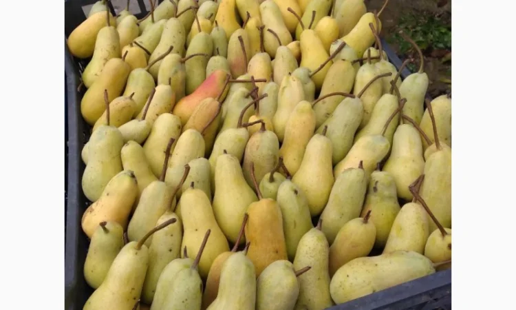 Продам грушу, Талгарська Красуня, з холодильника, до 2х тонн - фото № 2