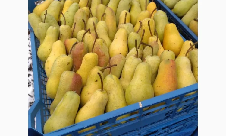 Продам грушу, Талгарська Красуня, з холодильника, до 2х тонн - фото № 3
