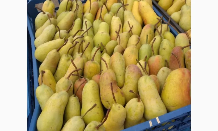 Продам грушу, Талгарська Красуня, з холодильника, до 2х тонн - фото № 4