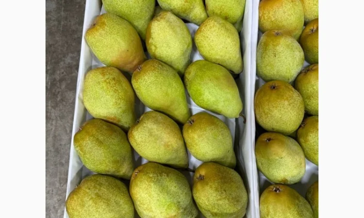 Продам грушу Ноябирська - фото № 1