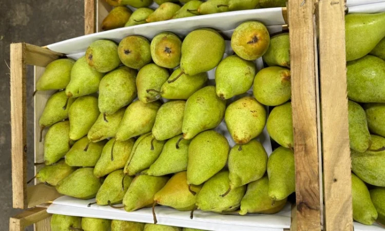 Продам грушу Ноябирська - фото № 3