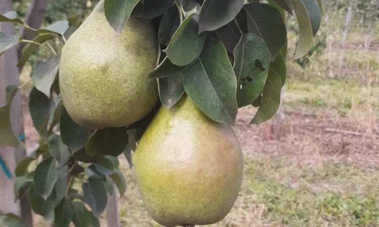 Продам грушу з власного саду - фото № 1