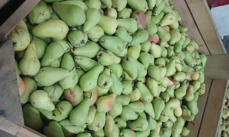 Продам грушу - фото № 1