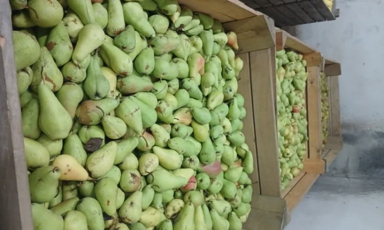 Продам грушу - фото № 2