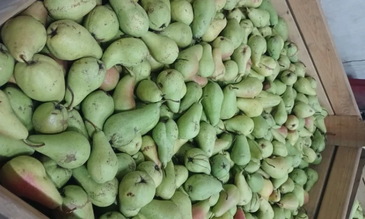 Продам грушу - фото № 3