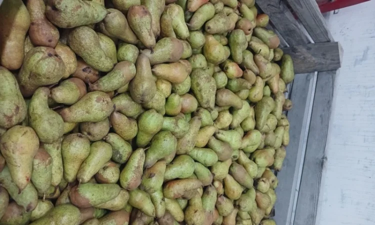 Продам грушу - фото № 4