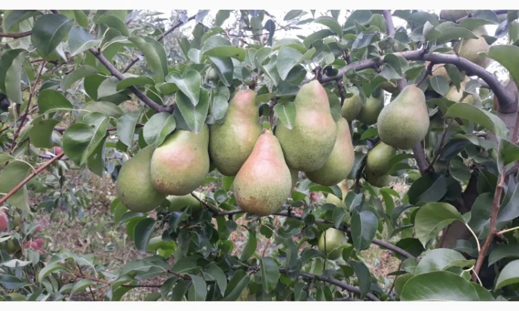 Продам грушу Талгарку. Ноябрську. Киргизку - фото № 1