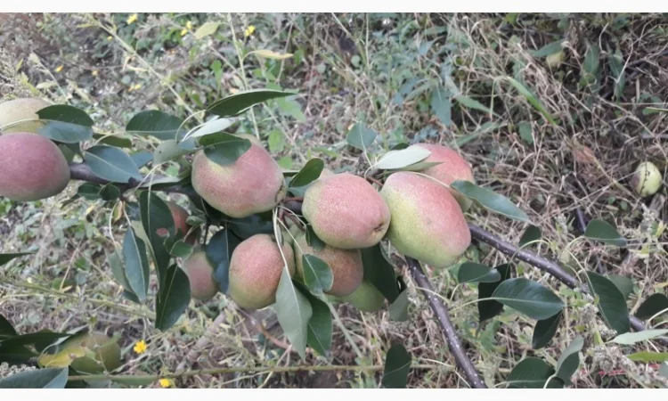 Продам грушу Талгарку. Ноябрську. Киргизку - фото № 2