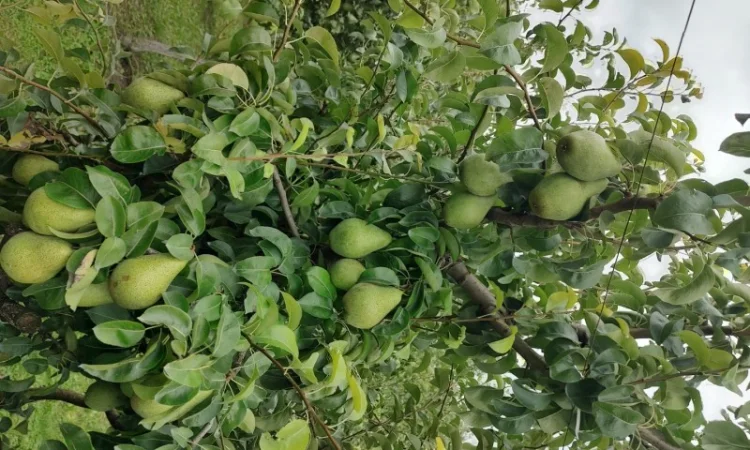 Продам груші - фото № 1