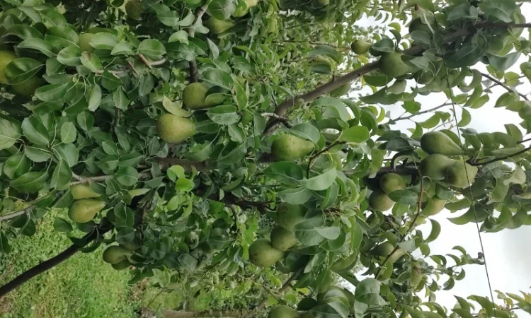 Продам груші - фото № 3