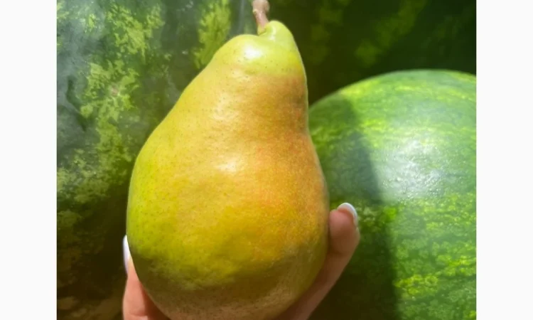 Фермерське господарство продасть груші опт різних сортів - фото № 1