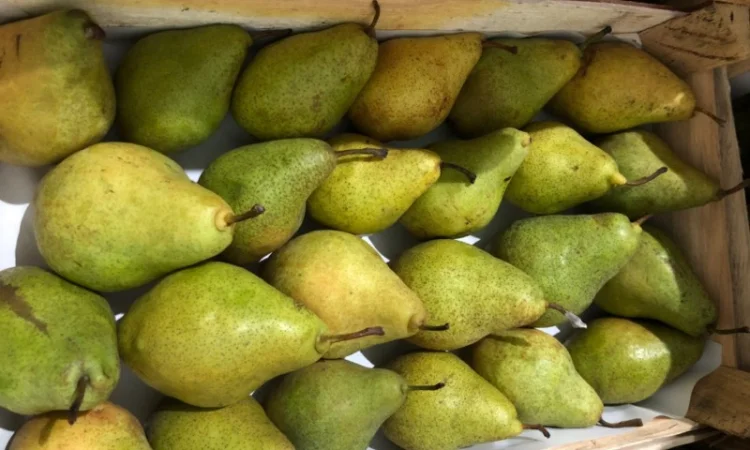 Продам грушу Нояберська - фото № 1