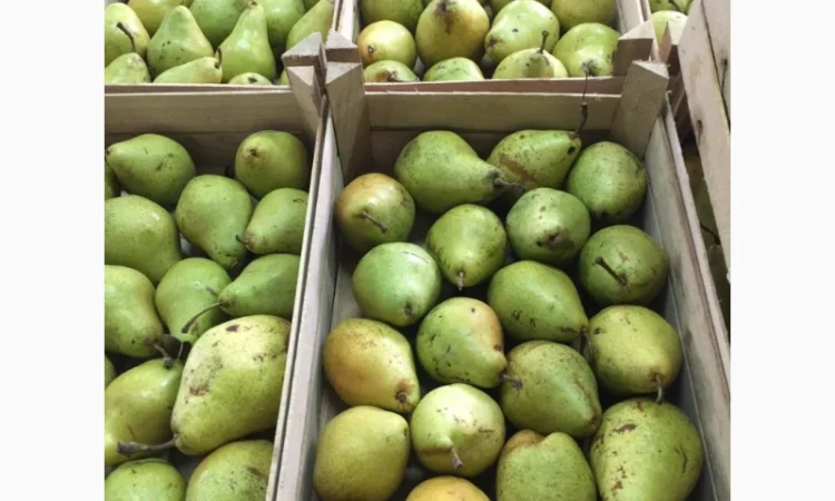 Купим грушу - фото № 2