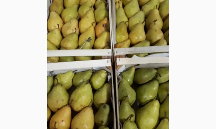 Продам груші сортів Бера "Ноябрська" Вільямс Конференція урожай 2023 - фото № 1