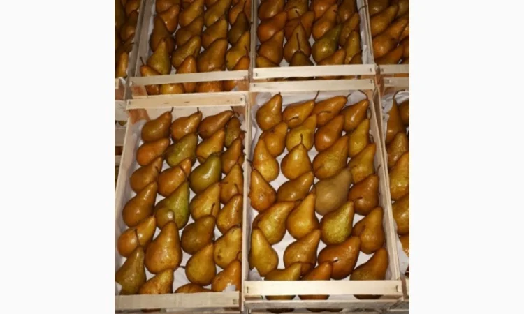 Продам груші сортів Бера "Ноябрська" Вільямс Конференція урожай 2023 - фото № 2