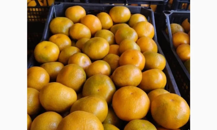 Продам мандарини грузинські - фото № 4