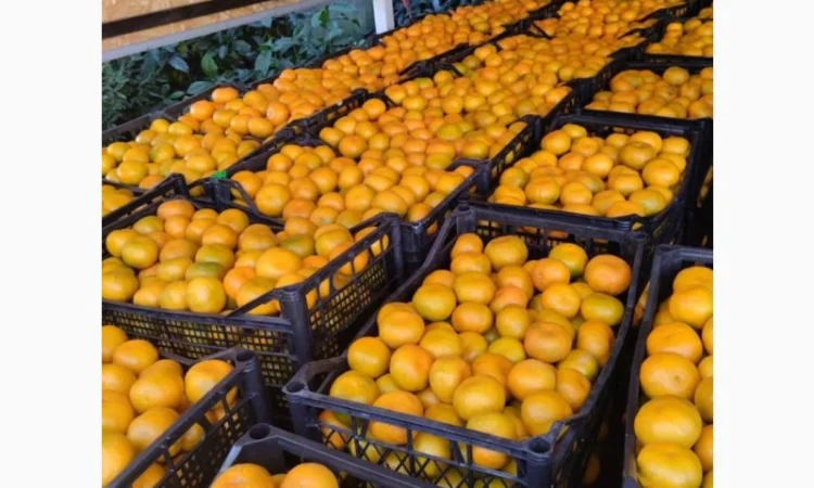 Продам грузинський мандарин - фото № 2