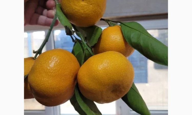 Продам грузинський мандарин - фото № 3