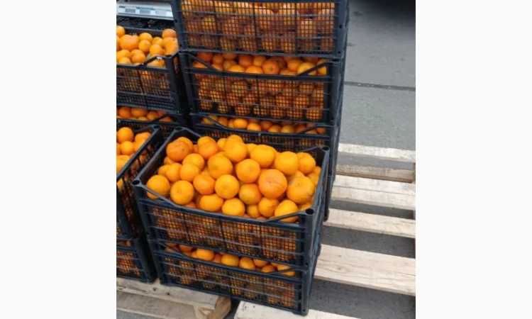 Продам мандарин Грузія оптом від 5 тонн - фото № 1