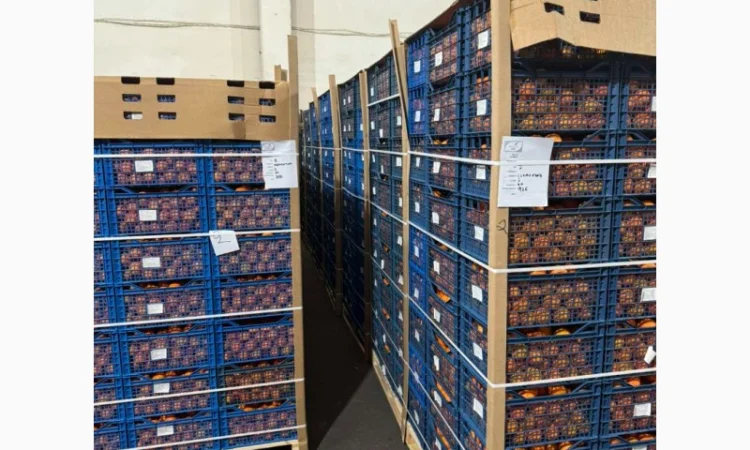 Мандарины оптом - фото № 1