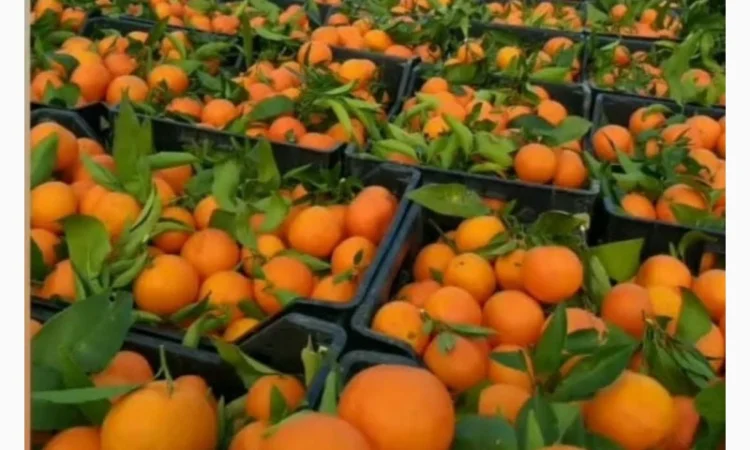 Продам Мандарин Клементин зі складу в Ужгороді - фото № 1