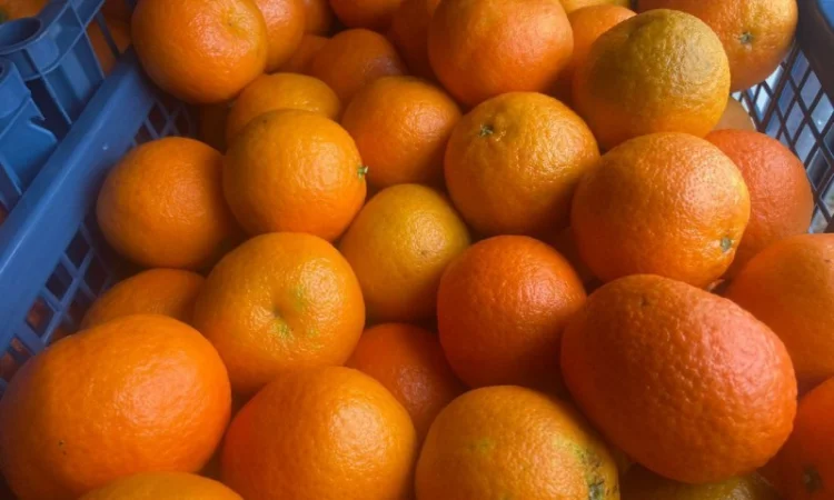 Продаємо мандарин Клементин, Греція, опт зі складу у Києві - фото № 3