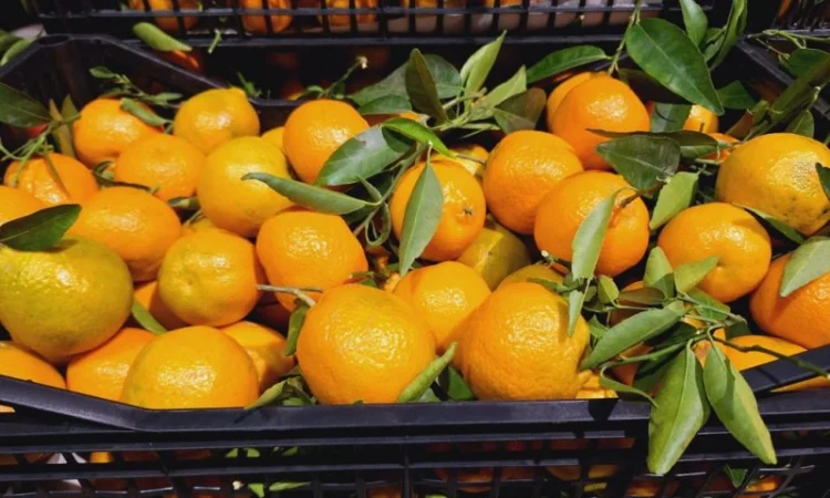 Мандарины испания опт - фото № 4