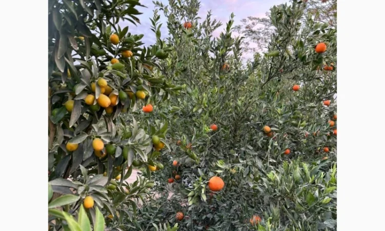 Мандарин Голд Завозимо через Румунію, ціна в тоннах - фото № 6