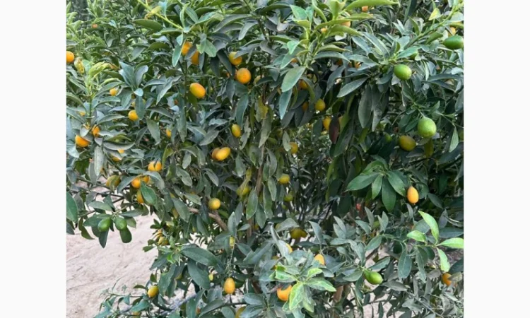 Мандарин Клементин Завозимо через Румунію, ціна в тоннах - фото № 3