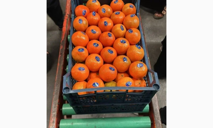Мандарин Клементин Завозимо через Румунію, ціна в тоннах - фото № 17