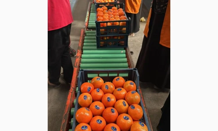 Мандарин Клементин Завозимо через Румунію, ціна в тоннах - фото № 16