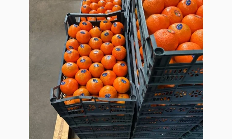 Мандарин Клементин Завозимо через Румунію, ціна в тоннах - фото № 13