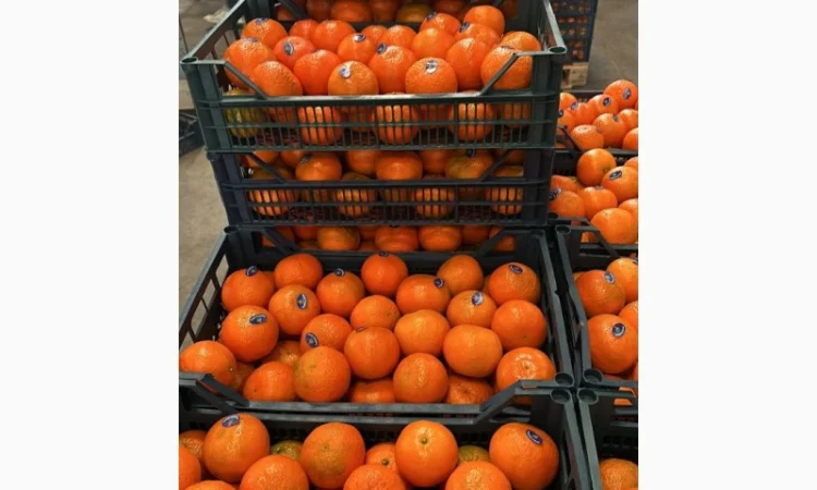 Мандарин Клементин Завозимо через Румунію, ціна в тоннах - фото № 11